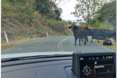 Bovine-Encounter-1