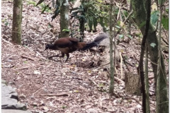 Lyrebird-2