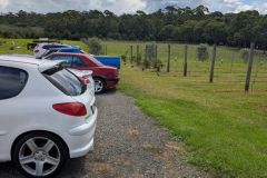 Car-and-Grape-Vines